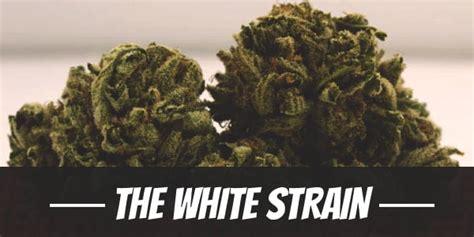 the white rolex strain|the white strain reviews.